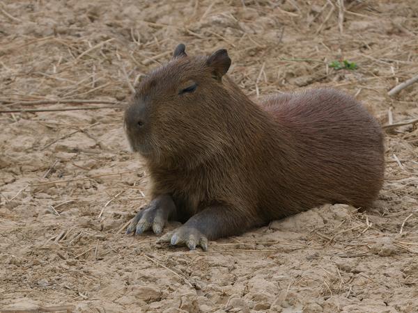Capibara (Hydrochoerus hydrochaeris)